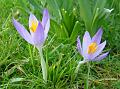2011-0217-1335_Crocuses_8,9C